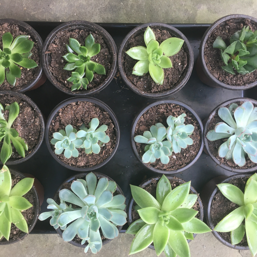 Succulents